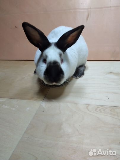 Кролики#Калифорнийская порода#Кролики на мясо#