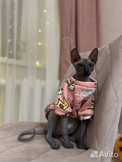 Канадский сфинкс