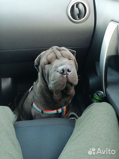 Шарпей вязка