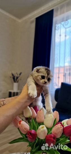 Шотландские вислоухие котята