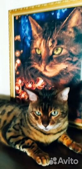 «Королева»- машина Husqvarna Designer Ruby Royale