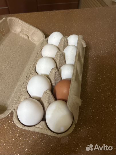 Домашние куриные яйца