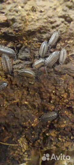 Мокрицы Trachelipus caucasius
