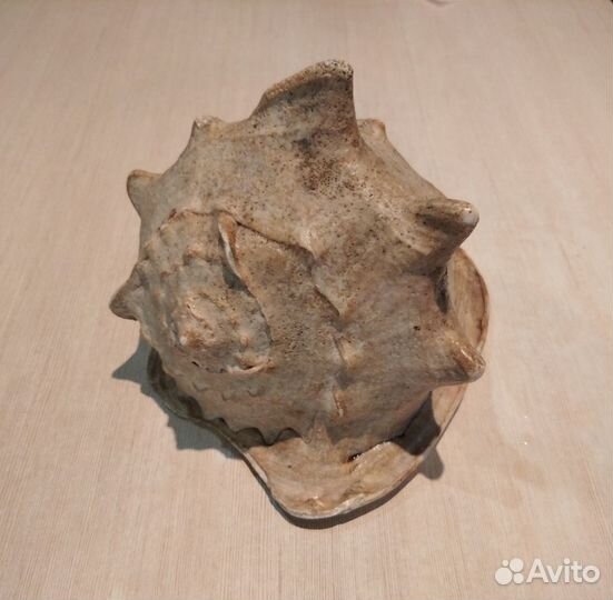 Раковина Кассис корнута (Cassis cornuta)