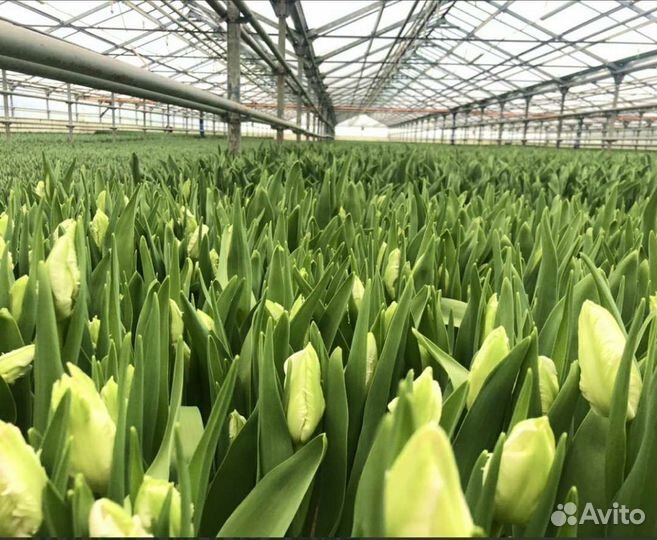 Тюльпаны Оптом