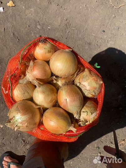 Лук опт Манас