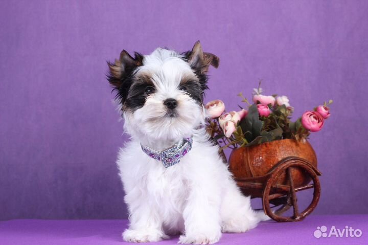 Бивер мальчик От Чемпионов РКФ