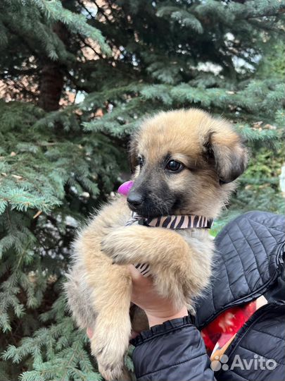 Собака в добрые руки щенок