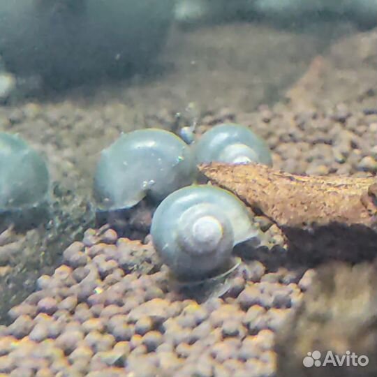 Ампулярии Голубые, Черничные улитки санитары