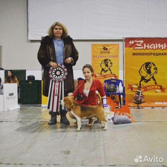 Бигль (вязка)