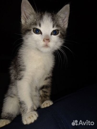 Котенок в добрые руки