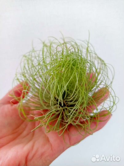 Тилландсия