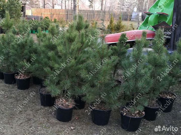 Саженцы кедра от производителя экстра класс