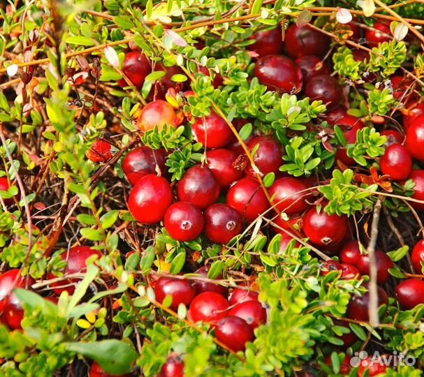 Клюква в килограммах