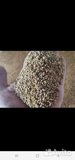 Донник двулетний