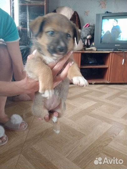 Маленькая собака в добрые руки бесплатно