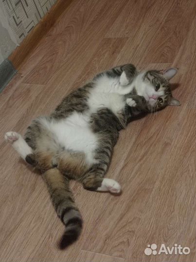 Кошка