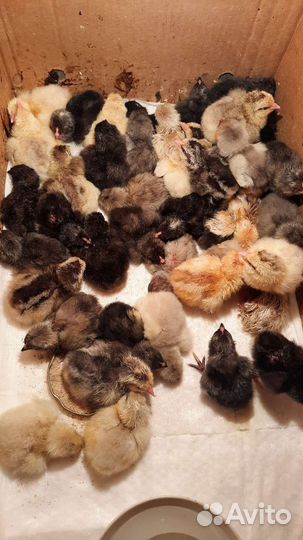 Курицы Амерауканы, Борковские барвистые, цыплята