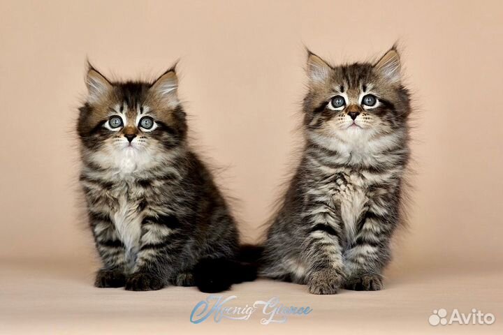 Сибирская кошечка