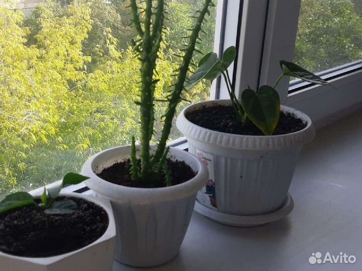 Цветы комнатные