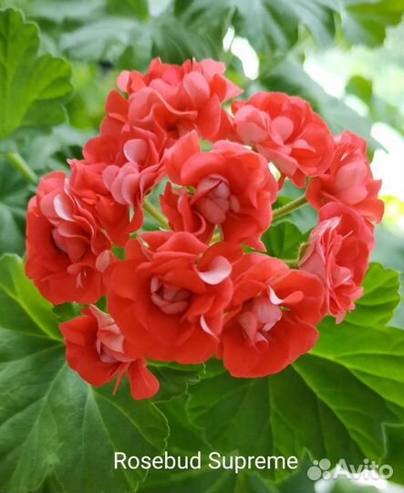 Пеларгонии (герани) 10 сортов