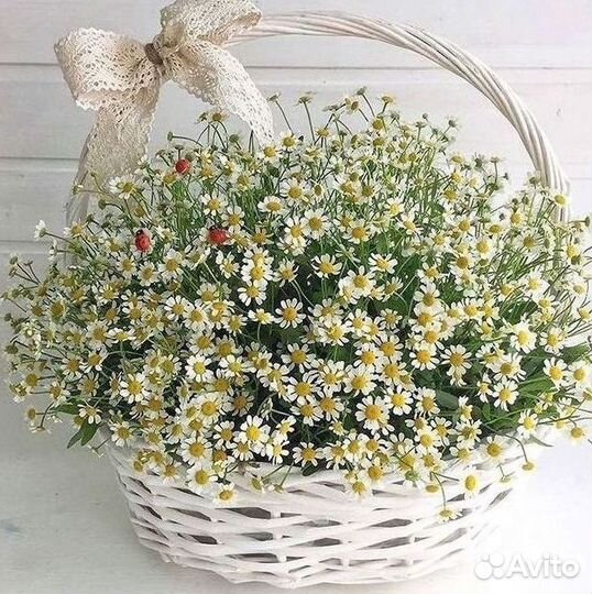 Букеты. Доставка ромашек