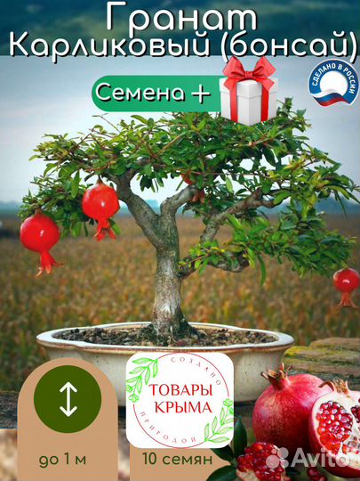 Семена Граната карликова