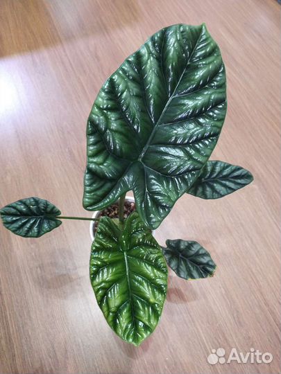 Алоказия Синуата, Принцепс (бульбы)