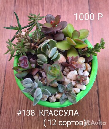 Суккуленты