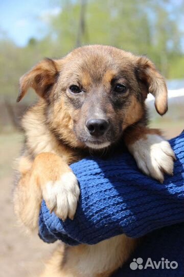 Щенок в добрые руки