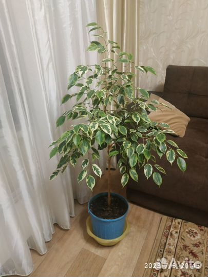 Фикус Голден Кинг
