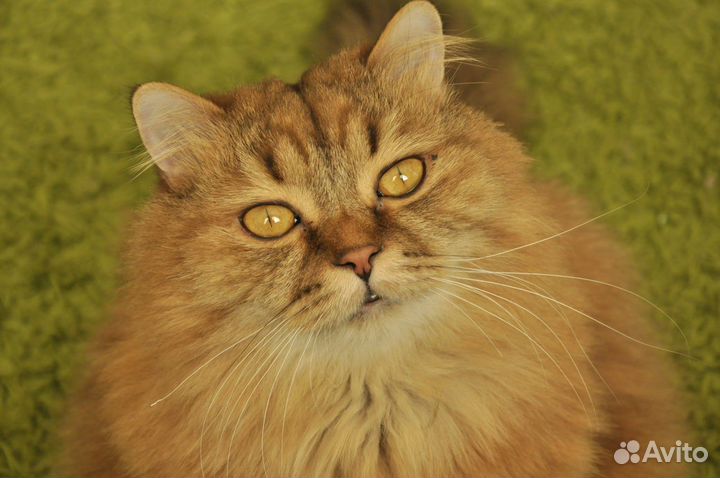 Шотландский длинношёрстный котик(Хайленд страйт)