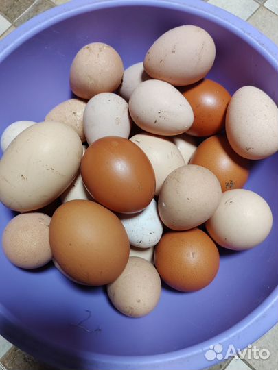 Яйцо цесариное, куриное