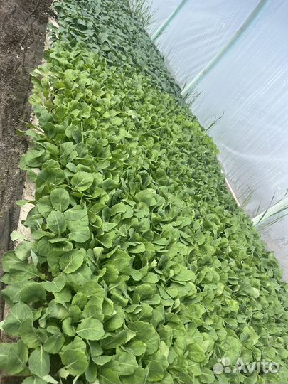 Рассада ранней капусты