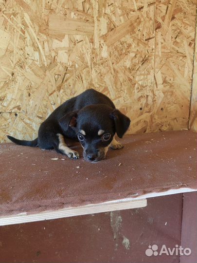 Щенки той терьер