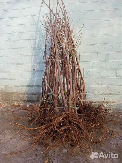 Саженцы Красной и чёрной смородины