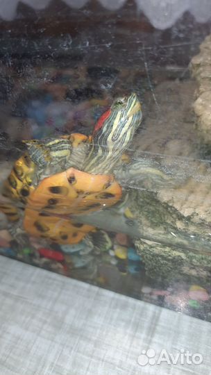 Аквариум с черепахами