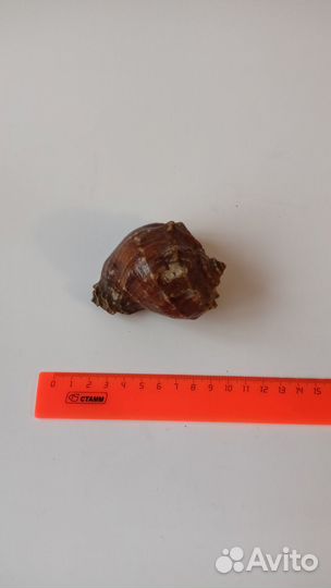 Ракушка раковина крупная