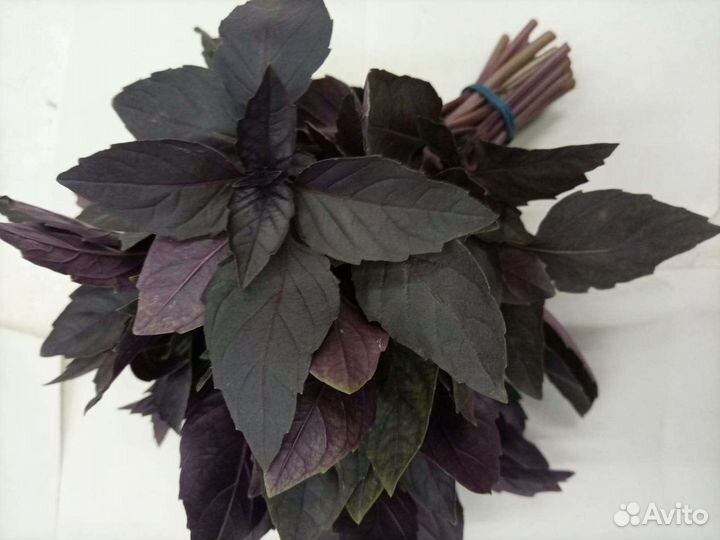 Зелень свежая