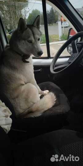 Собака хаски