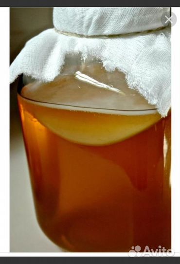 Отдам чайный гриб