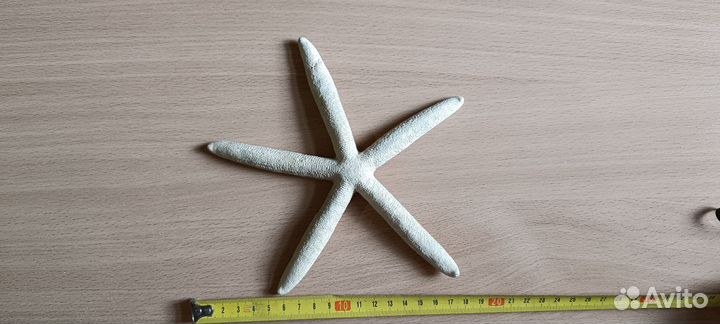 Раковины морские заезда морская