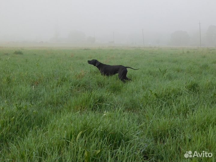 Продам собак породы Английский пойнтер