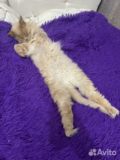 Кот сибирский метис