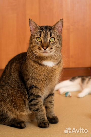 Кошка из приюта: робкий котик Тоша