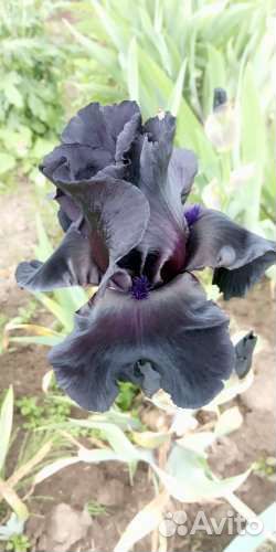 Ирис чёрный Блэк Найт