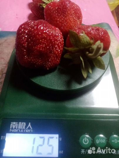 Клубника 5 сортов