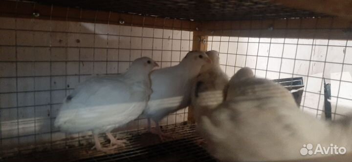 Техаский перепел