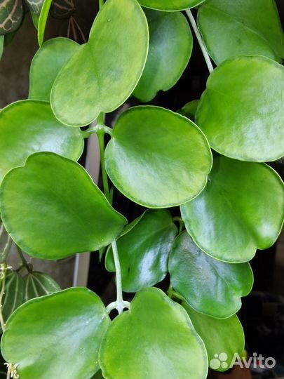 Церопегии, дисхидии