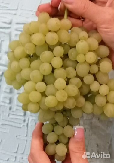 Саженцы винограда